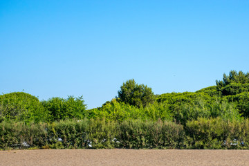 Sandstrand, Pinien und baluer Himmel