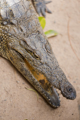 crocodile