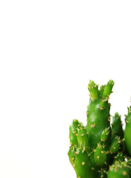 Closed up of mini cactus plant on white background, vertical photo with free space for text and design 
