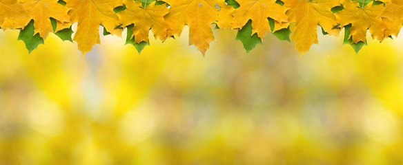 Naklejka na ściany i meble Autumn leaves on blurred bokeh background with empty space, border design panoramic banner 