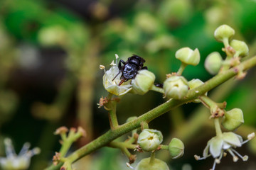 macro close up of a female stingless honey bee on leafs and flowers, a summer and sunny day.
