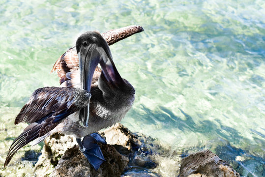 Preening Pelican