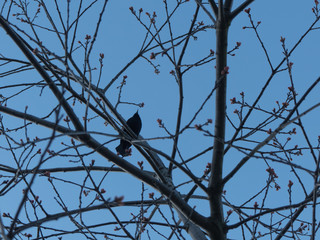 Blue sky small bird tree concept spring