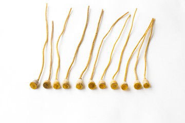 Small poppyheads on a long stem on a white background