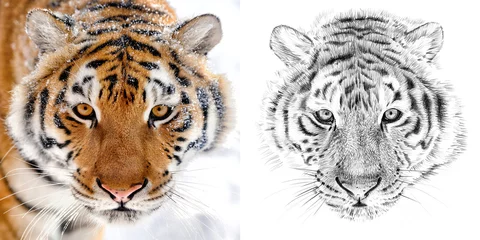 Aluminium Prints Tiger Portrait of tiger before and after drawn by hand in pencil
