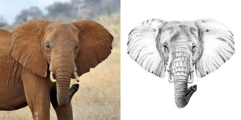 Portrait of elephant before and after drawn by hand in pencil