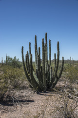 Organ Pipe 3