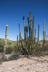 Organ Pipe 4