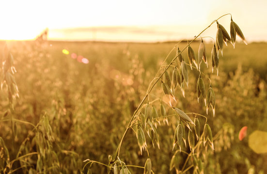 Oat Field At Sunset Light Atcountryside Farm.