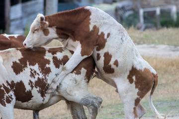 Cow and bull is mating