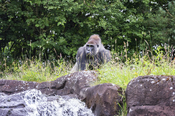 silverback looking at a stream