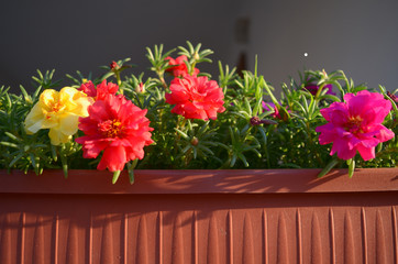 colorful flowers in pot