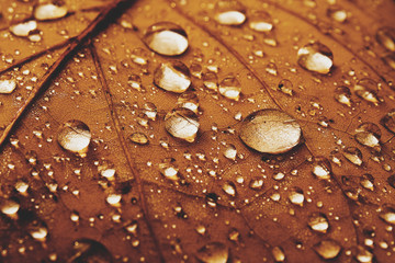 Brown leaf with waterdrops
