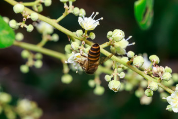 macro close up of a female stingless honey bee on leafs and flowers, a summer and sunny day.