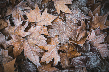 Frozen leaves