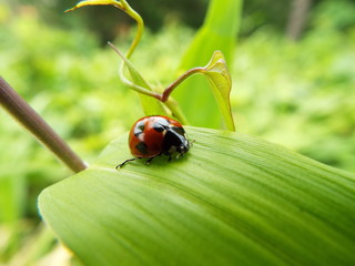 ナナホシテントウ ladybug