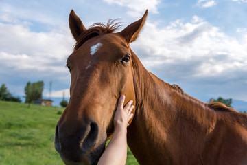 Cropped hands of woman touching horse
