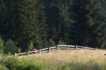 Fototapeta na wymiar Pasture on the mountainside and a wooden fence on the edge of the forest