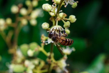 macro close up of a female stingless honey bee on leafs and flowers, a summer and sunny day.