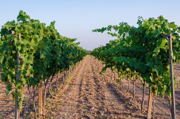 Fototapeta na wymiar vineyard harvest
