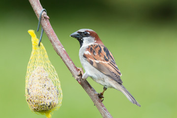 Spatz