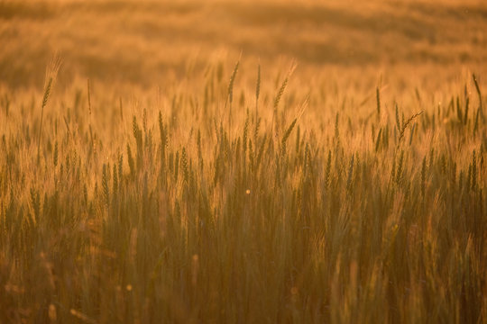 Golden field of ripe wheat in the evening