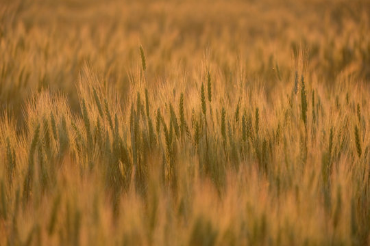 Golden field of ripe wheat in the evening