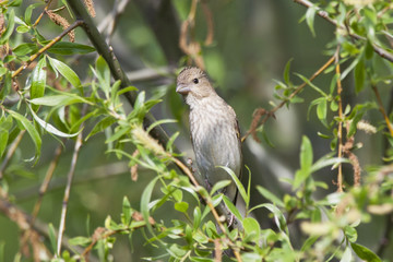 Common rosefinch female sitting on branch of tree. Cute brown-gray songbird. Bird in wildlife.
