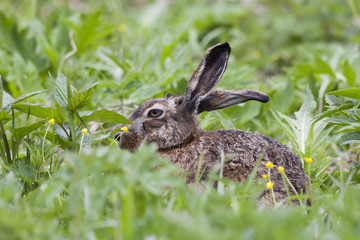 European brown hare hiding in grass. Cute fast coward mammal with long ears. Animal in wildlife.