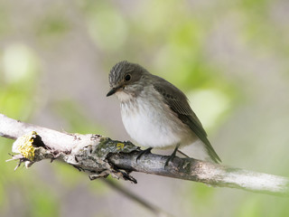 Spotted flycatcher sitting on branch of tree. Cute little brown gray songbird. Bird in wildlife.