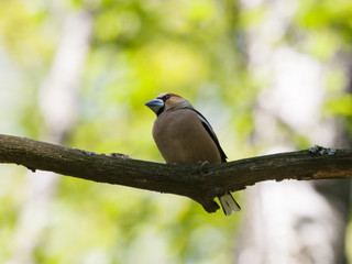 Hawfinch sitting on branch. Beautiful songbird with massive bill. Bird in wildlife.