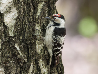 Lesser spotted woodpecker male perched on birch tree. Cute little black-white bird with red cap. Bird in wildlife.