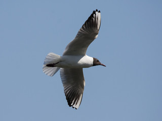 Black-headed gull in fly. Common urban waterbird. Bird in wildlife.