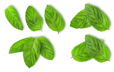 Naklejka na ściany i meble Fresh mint leaves