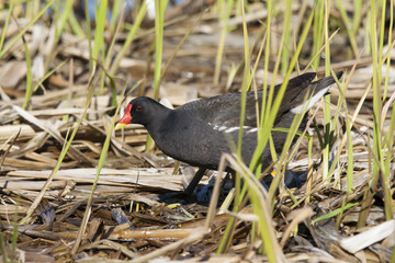 Common moorhen, waterhen, swamp chicken feeding in reeds on shore of pond. Beautiful black-white waterbird with bright red-yellow beak. Bird in wildlife.