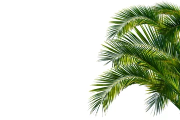 Poster Im Rahmen Palmenblätter, palme freigestellt vor weißem hintergrund © winyu