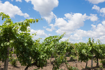 Obraz premium Vineyards, vine, green grapes ripen, beautiful clouds in the blue sky