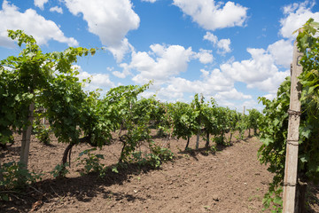 Fototapeta na wymiar Vineyards, vine, green grapes ripen, beautiful clouds in the blue sky