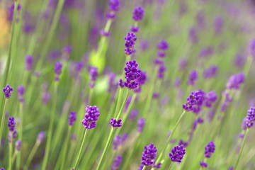 Fragrant purple stems of English lavender flowers