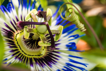 Passionsblume
