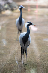 heron bird