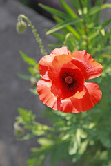 Red poppy in a garden