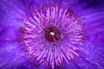 Obraz premium Clematis Blüte Nahaufnahme