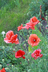 Red poppy in a garden