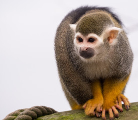 Monkey on Log with Rope and White Background