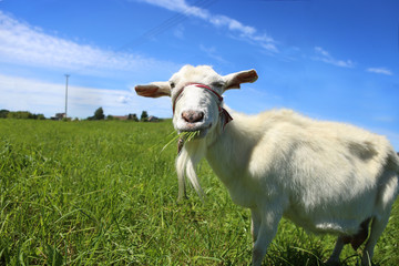 Goat eating a grass. Farm animal goat on pasture of green grass.