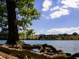Fototapeta na wymiar Linacre Reservoir with Tree Roots in Foreground and Blue Sky with White Fluffy Clouds