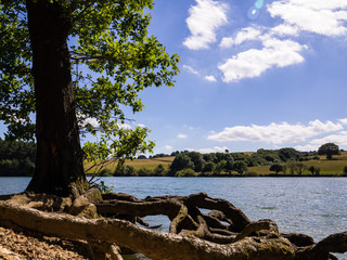 Fototapeta premium Linacre Reservoir with Tree Roots in Foreground and Blue Sky with White Fluffy Clouds