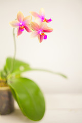 Beautiful rare orchid in pot on white table