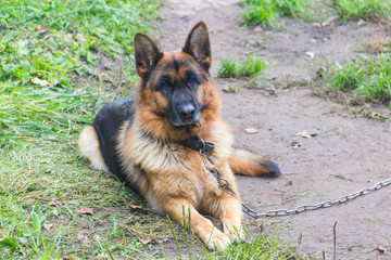 German shepherd guard